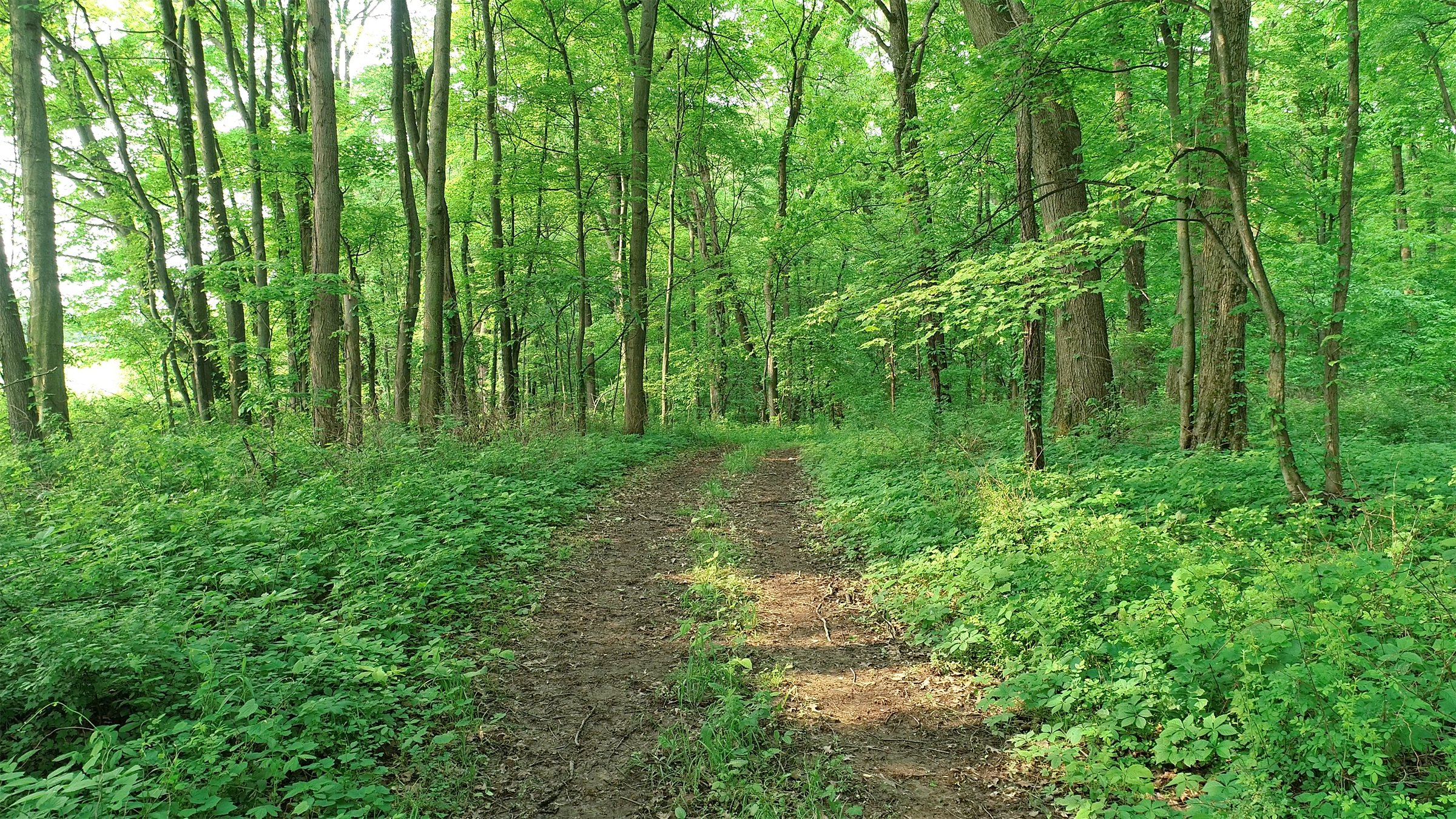 Van Buren County, Michigan farmland - LAND AUCTION - 194+/- ACRES OFFERED IN 5 TRACTS IN VAN BUREN COUNTY, MICHIGAN